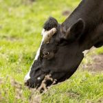 Shifting Tides in U.S. Milk Production