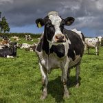 Steep reduction in dairy, tillage farm incomes in 2023