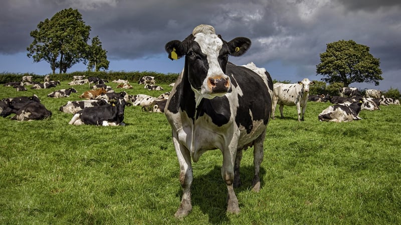 Steep reduction in dairy, tillage farm incomes in 2023