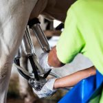 Study warns of H5N1 avian flu risk from unpasteurized milk in dairy farms