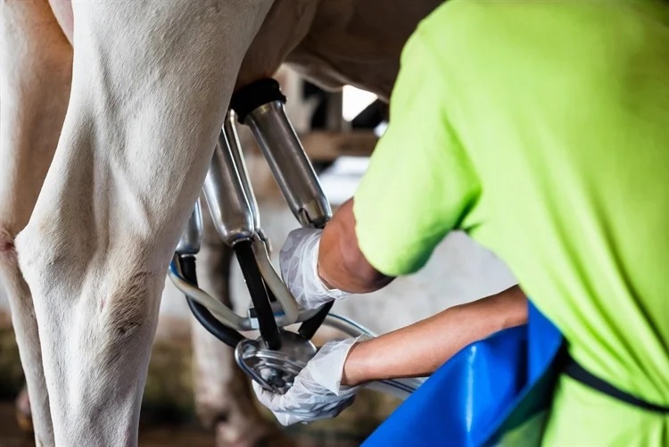 Study warns of H5N1 avian flu risk from unpasteurized milk in dairy farms
