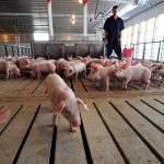 Swine industry responds to H5N1 outbreak in dairy cattle