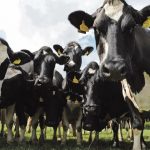 Tesco-trials-methane-reducing-cow-feed