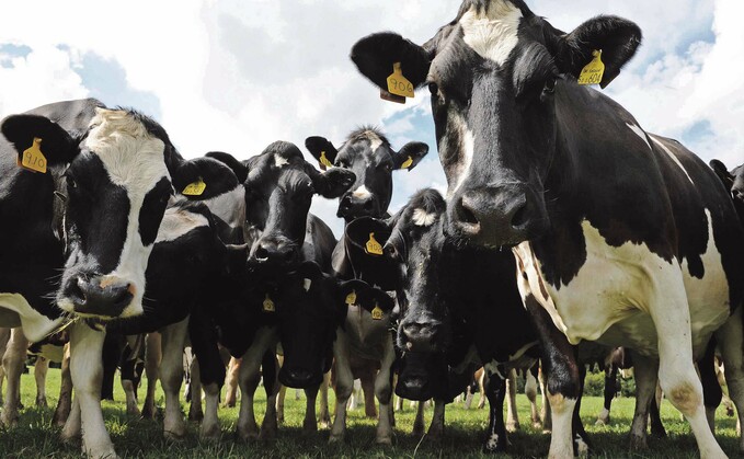 Tesco-trials-methane-reducing-cow-feed