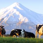 The-Biggest-milking-industry-in-NZ-are-the-banks-not-Fonterra