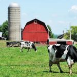 U.S. Dairy Farm Profitability On The Rise