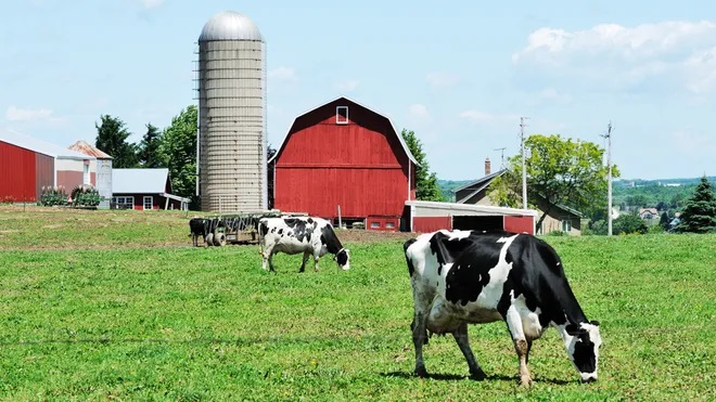 U.S. Dairy Farm Profitability On The Rise