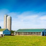 USDA creates program for dairy producers affected by HPAI outbreaks