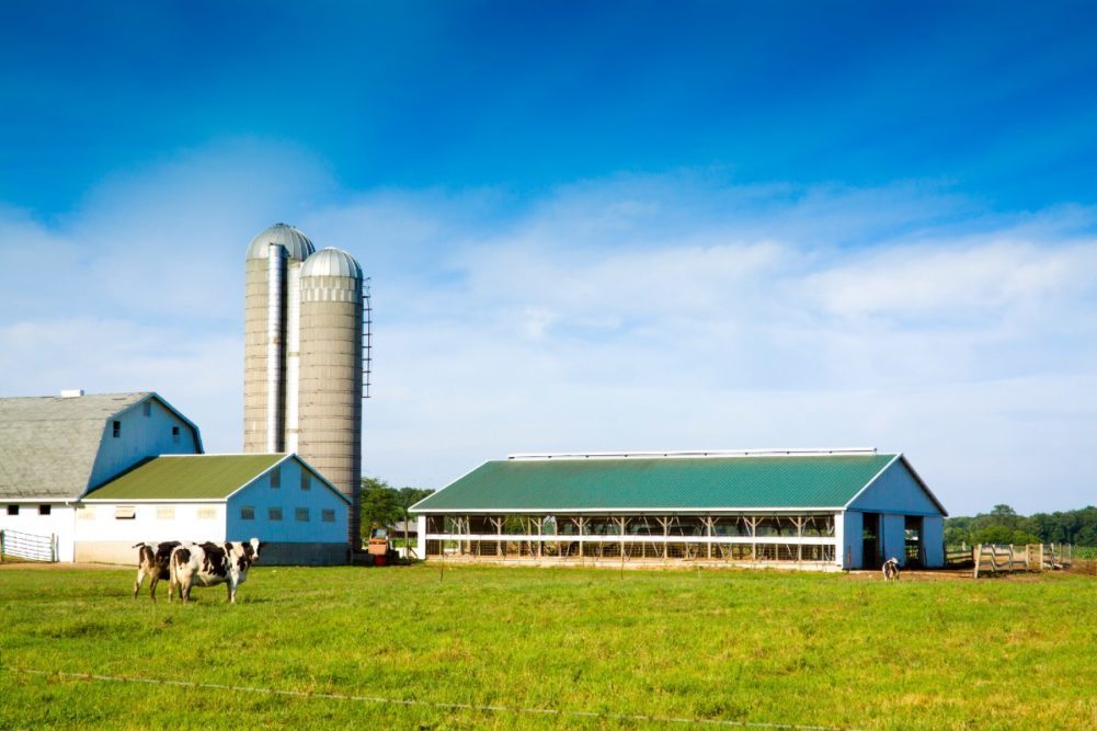 USDA creates program for dairy producers affected by HPAI outbreaks