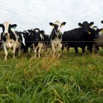 USDA makes 5 recommendations for Federal Milk Marketing Orders