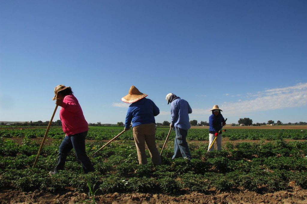 Unauthorized immigrants are key players in Idaho’s economy, agricultural sector, study shows