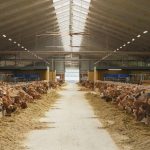 What is the significance of Denmark’s livestock emissions tax