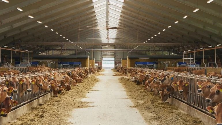 What is the significance of Denmark’s livestock emissions tax