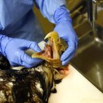 Why Increased Testing Is Critical For The Bird Flu