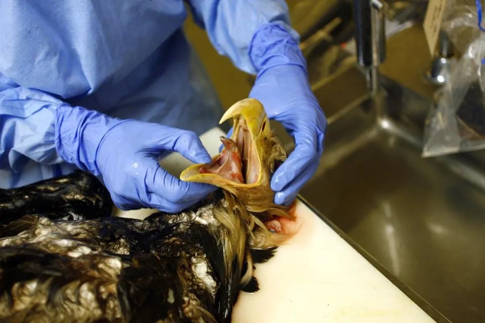 Why Increased Testing Is Critical For The Bird Flu