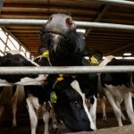 Why Wisconsin's court order against a CAFO farm was so unusual