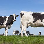 World dairy expo showcases top farms