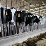 Avian Influenza and its spread into the dairy industry