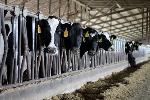 Avian Influenza and its spread into the dairy industry