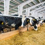 Dairy and Livestock Sustainability Incentive Grants Available