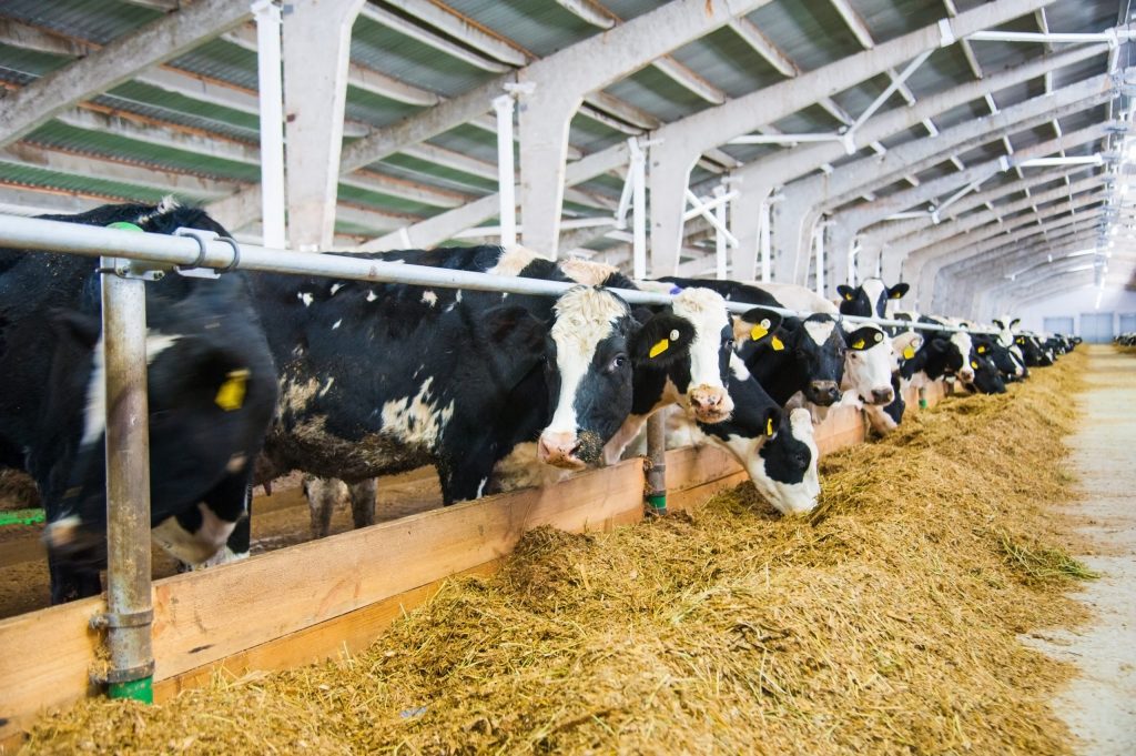 Dairy and Livestock Sustainability Incentive Grants Available