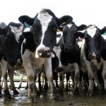 Dairy cow culling in July continues decline