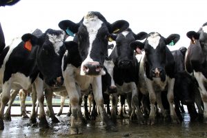 Dairy cow culling in July continues decline