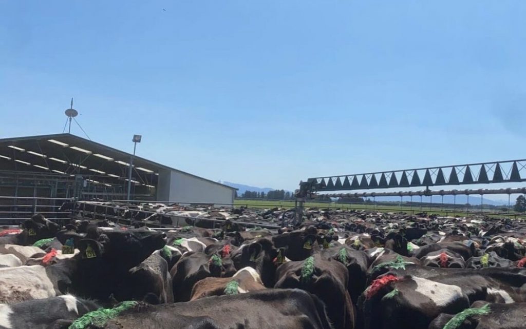 Dairy focus Calving underway on 1,000-cow New Zealand farm