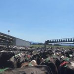 Dairy focus Calving underway on 1,000-cow New Zealand farm