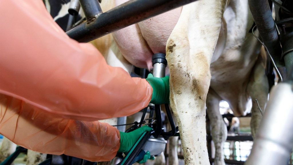 Dairy herd health data is lagging