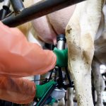 Dairy herd health data is lagging