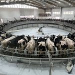 Dairy-in-the-Desert-The-UAEs-thriving-industry