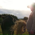 Dry conditions trigger extreme measures as Tasmanian farmers struggle to secure feed