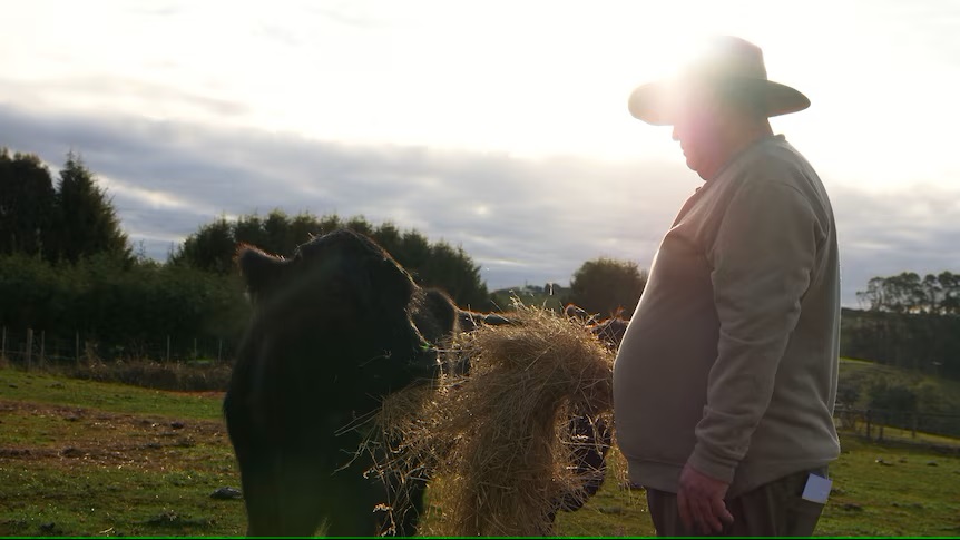 Dry conditions trigger extreme measures as Tasmanian farmers struggle to secure feed