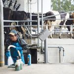 Editorial Time to right dairy worker visa scheme