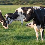 European farmers caught in crossfire of EU-China trade war as Beijing targets dairy