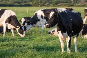 European farmers caught in crossfire of EU-China trade war as Beijing targets dairy