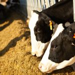 Farm Bureau says Wisconsin dairy farmers should be wary of changes to the FMMO