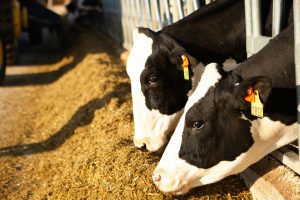 Farm Bureau says Wisconsin dairy farmers should be wary of changes to the FMMO