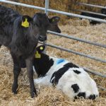 Feeding transition milk to calves cuts mortality by 68