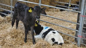 Feeding transition milk to calves cuts mortality by 68