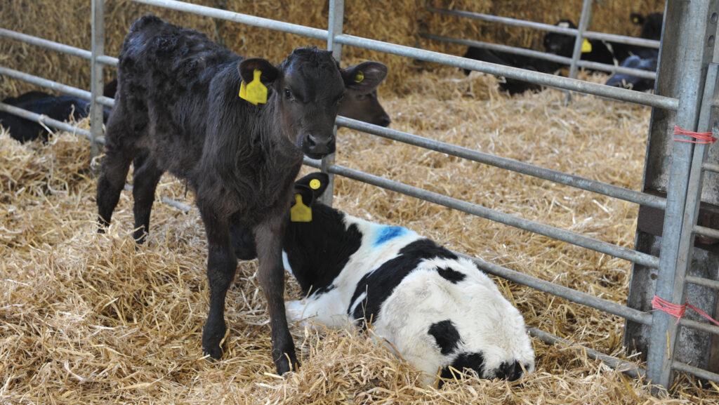 Feeding transition milk to calves cuts mortality by 68