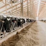 Got Milk Riverview, LLP plans to build giant dairy farms in North Dakota