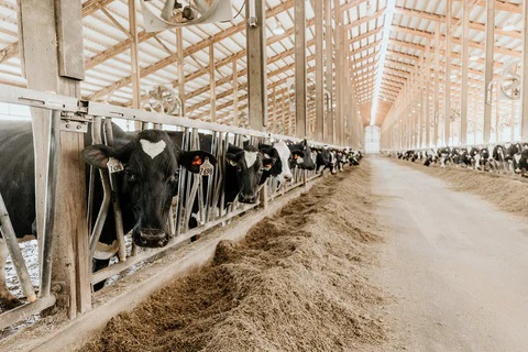 Got Milk Riverview, LLP plans to build giant dairy farms in North Dakota