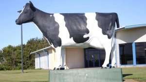 Hāwera’s famous cow statue vandalised