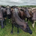 How a business develops young people to manage dairy farms