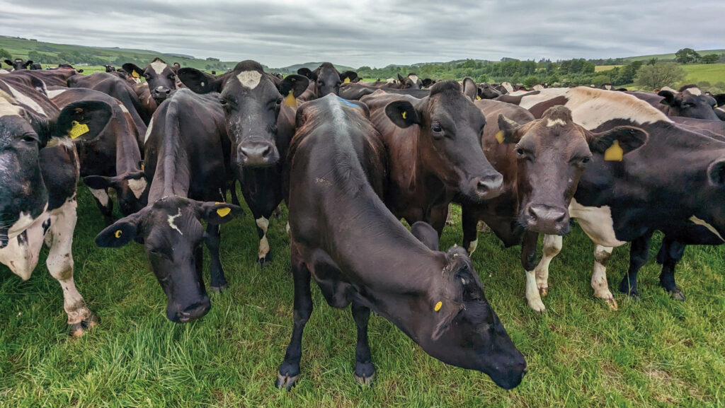 How a business develops young people to manage dairy farms