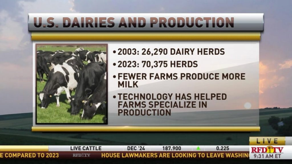 How has milk production increased while the number of dairy herds has decreased