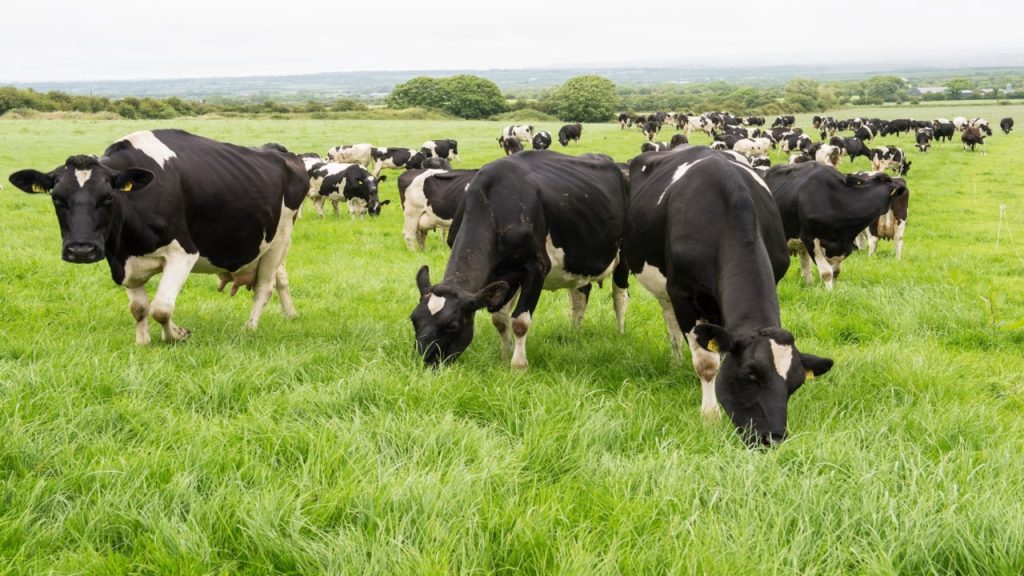 ICMSA calls for July milk price to reach 45c