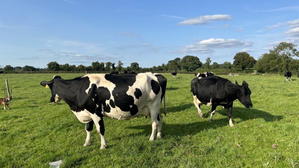 IOMS A ‘unified voice’ for organic dairy farmers